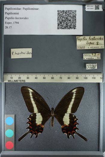 Media type: image;   Entomology 172807